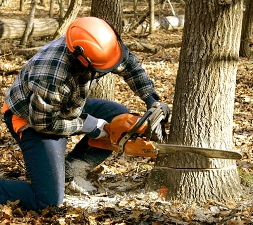 Tree Removal in Stacy, MN